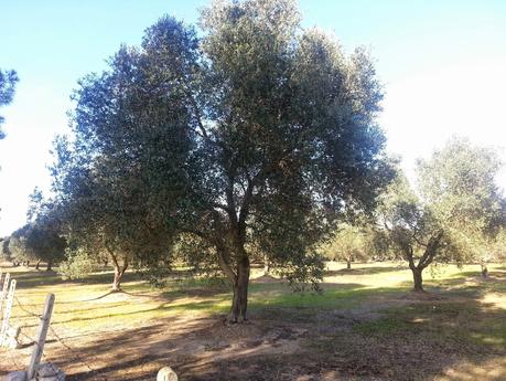 Osservazioni olivi agro di Lecce SP 298 del 21 aprile 2015