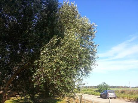 Osservazioni olivi agro di Lecce SP 298 del 21 aprile 2015