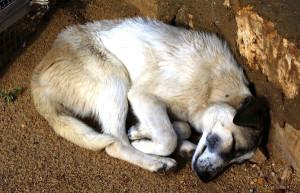 Cane, cassonetto, rifiuti, Roma