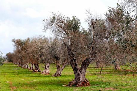 Segnalazioni la voce dell'olivo