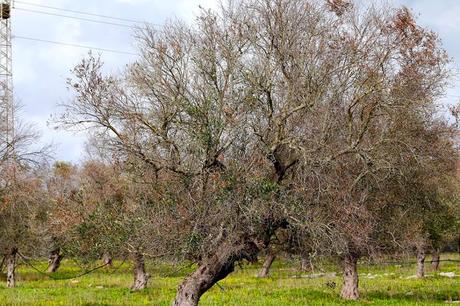 Segnalazioni la voce dell'olivo