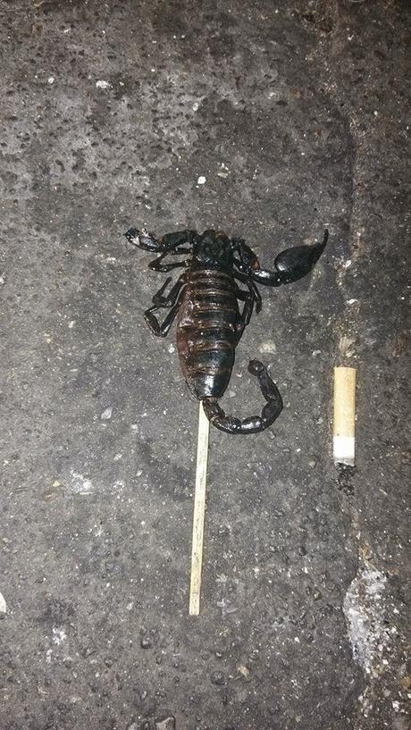 Lo scorpione umiliato - Bangkok, Thailandia