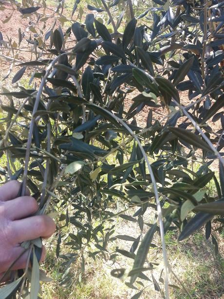 Domande sugli olivi infettati dal batterio Xylella vivi, in fioritura a cui una ricerca empirica potrebbe dare delle risposte