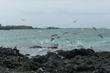 Galapagos