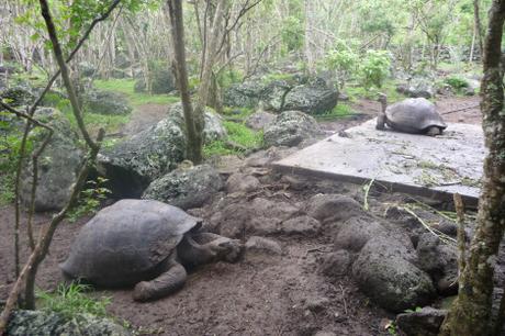 Galapagos