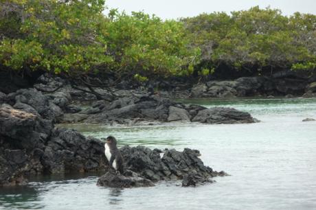 Galapagos