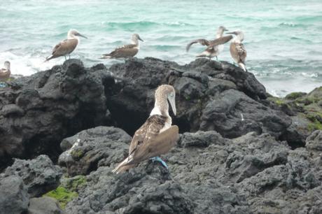 Galapagos