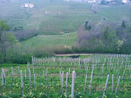 Conegliano Veneto: su e giù per le colline tra vigneti di prosecco