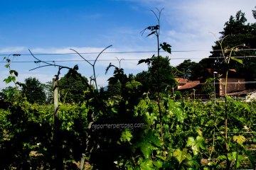 Conegliano Veneto: su e giù per le colline tra vigneti di prosecco