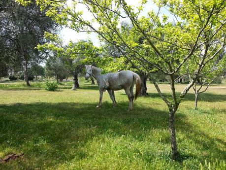 Osservazioni SP 10;  SS16 dallo svincolo San Cesario – Cavallino allo svincolo Corigliano d’Otranto – Castrignano dei Greci; SP 35 e Masseria degli Angeli Corigliano d’Otranto del 25 aprile 2015