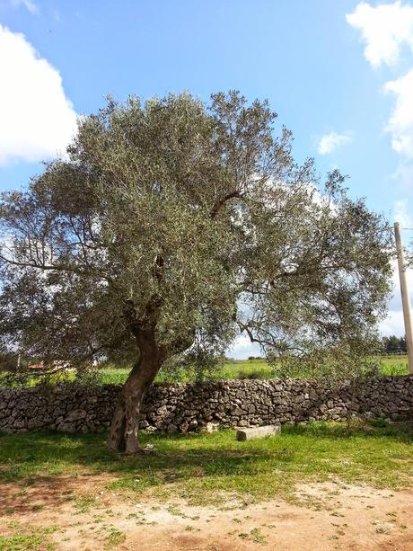 Osservazioni SP 10;  SS16 dallo svincolo San Cesario – Cavallino allo svincolo Corigliano d’Otranto – Castrignano dei Greci; SP 35 e Masseria degli Angeli Corigliano d’Otranto del 25 aprile 2015