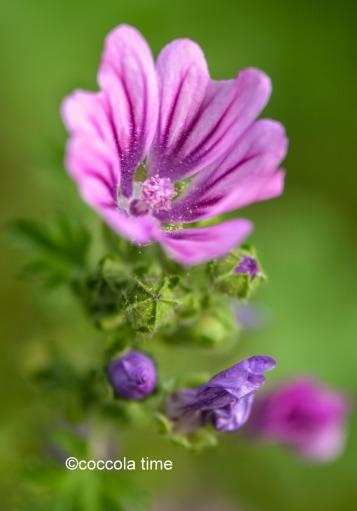 Quello che mi fa stare bene…per recipe-tionist di Aprile ©