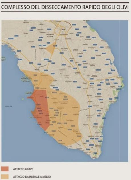 Due domande dopo le prime osservazioni degli olivi della Provincia di Lecce