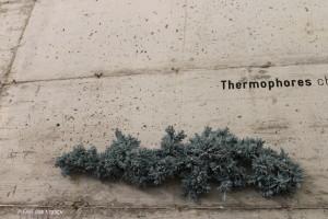 Thermophores