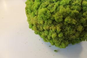 moss ball