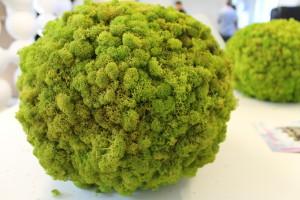 moss ball