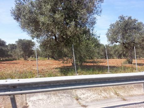 Osservazioni sulla SS613 da Lecce sino allo svincolo di Squinzano e SP 100 sino al Centro Urbano di Squinzano del 26 aprile 2015 Osservazioni sulla SS613 da Lecce sino allo svincolo di Squinzano e SP 100 sino al Centro Urbano di Squinzano del 26 aprile 2015