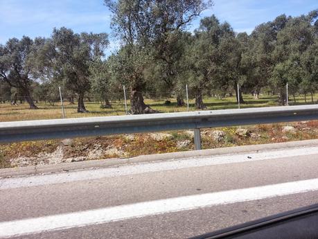 Osservazioni sulla SS613 da Lecce sino allo svincolo di Squinzano e SP 100 sino al Centro Urbano di Squinzano del 26 aprile 2015 Osservazioni sulla SS613 da Lecce sino allo svincolo di Squinzano e SP 100 sino al Centro Urbano di Squinzano del 26 aprile 2015