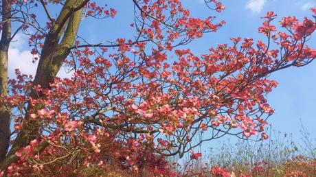 Cornus Florida in fiore