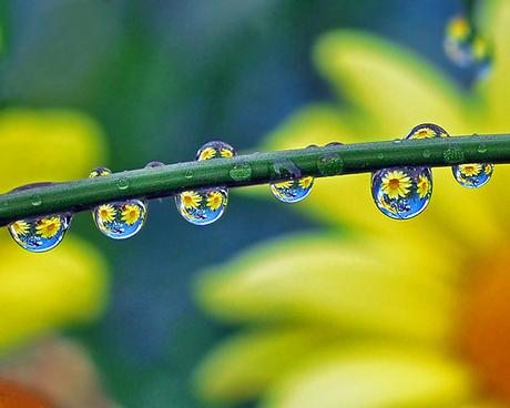 petal-people planets by Steve took it, on Flickr