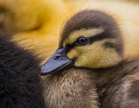 Duckling by parasomnist, on Flickr