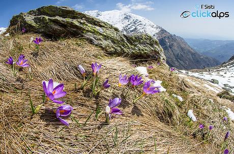 Pennellate di primavera all’Alpe Pianezz by Sisto Nikon - CLICKALPS PHOTOGRAPHER, on Flickr