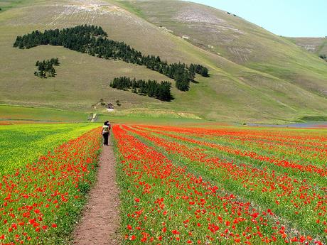 Castelluccio di Norcia e la fioritura by gengish, on Flickr