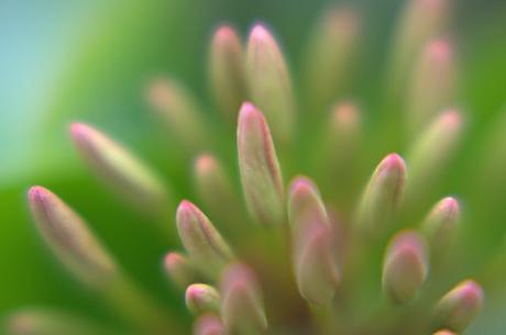 Flower buds waiting to explode by pawansw, on Flickr