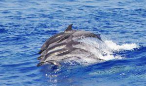 delfini liguria