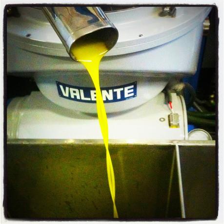 L'olio extra vergine d'oliva