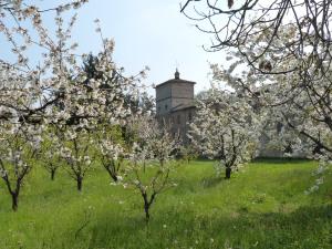 ciliegi a Vignola