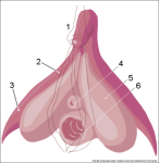 390px-Clitoris_inner_anatomy_numbers