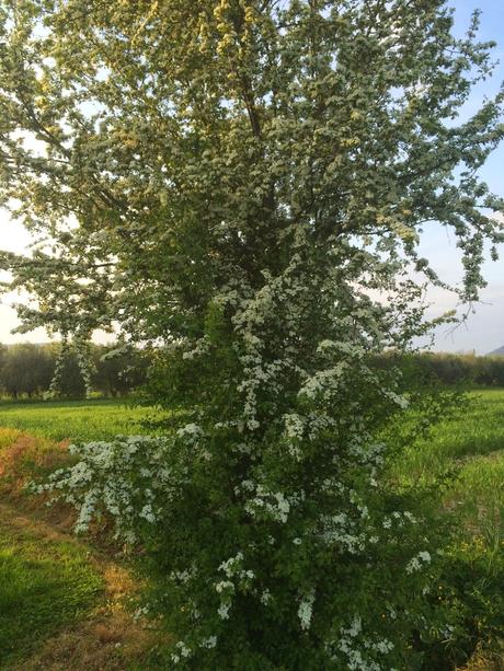 il mio 25 aprile (e non solo)