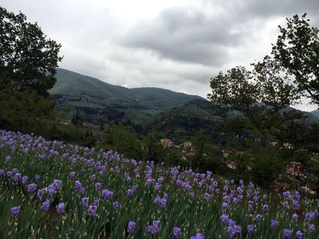 Iris San Polo in Chianti Pruneti