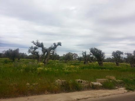 Osservazioni su SP223 – SP54 e SP323 Taviano, Alezio, Gallipoli del 30 aprile 2015