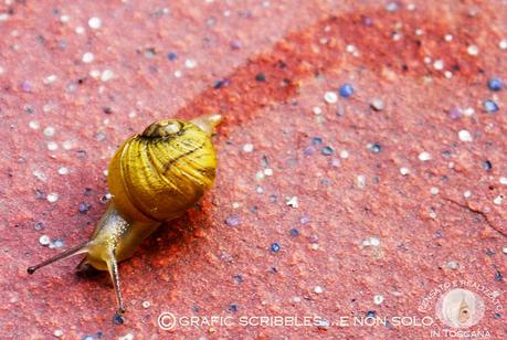 Una piccola lumachina neonata....Small Snail