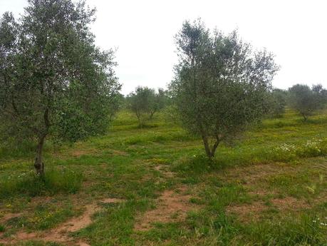 Prof. Giovanni Paolo Martelli: “Non ci sentiamo ancora di dire con certezza che Xylella fastidiosa è l'unico responsabile del disseccamento rapido dell'olivo ma siamo fiduciosi di poterlo dimostrare entro breve, anche agli agnostici.”