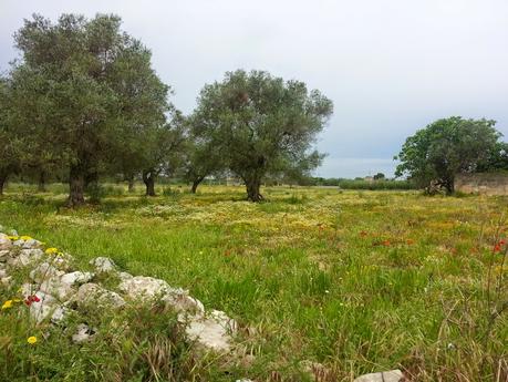 Una ricerca empirica con i metaboliti secondari che inducono resistenza al batterio Xylella fastidiosa e agli insetti vettori.