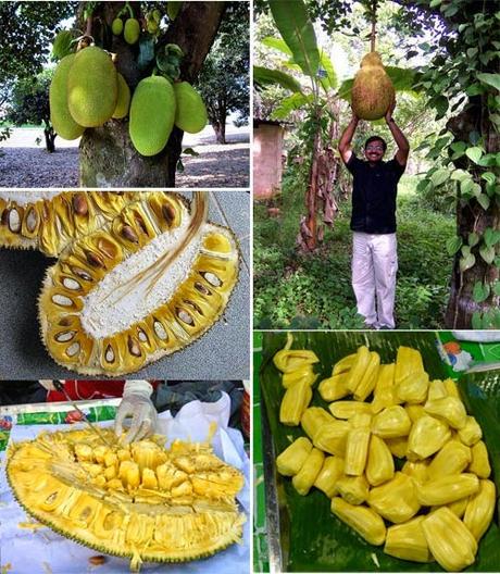 Jackfruit - Artocarpus heterophyllus Lam -