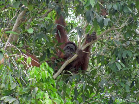 Gli oranghi di Nyaru Menteng: un centro di reintroduzione in Indonesia