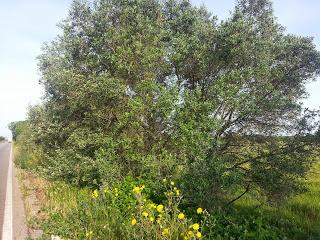 Osservazioni su SP 125 nei pressi della SP362 del 5 maggio 2015 Osservazioni su SP 125 nei pressi della SP362 del 5 maggio 2015