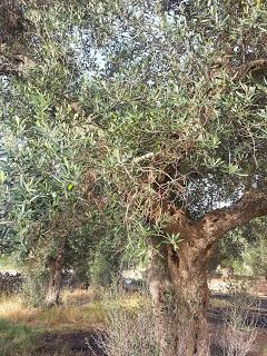 Osservazioni su SP 125 nei pressi della SP362 del 5 maggio 2015 Osservazioni su SP 125 nei pressi della SP362 del 5 maggio 2015