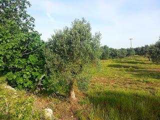 Osservazioni su SP 125 nei pressi della SP362 del 5 maggio 2015 Osservazioni su SP 125 nei pressi della SP362 del 5 maggio 2015