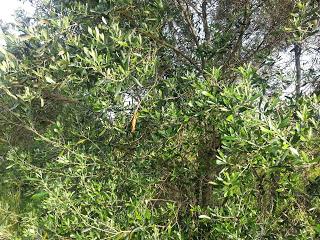 Osservazioni su SP 125 nei pressi della SP362 del 5 maggio 2015 Osservazioni su SP 125 nei pressi della SP362 del 5 maggio 2015