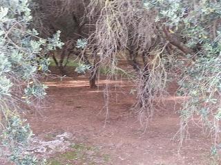 Osservazioni su SP 125 nei pressi della SP362 del 5 maggio 2015 Osservazioni su SP 125 nei pressi della SP362 del 5 maggio 2015