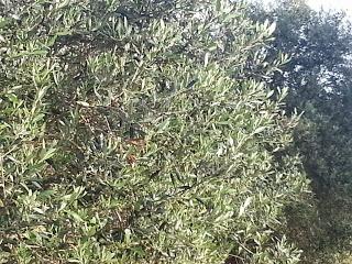 Osservazioni su SP 125 nei pressi della SP362 del 5 maggio 2015 Osservazioni su SP 125 nei pressi della SP362 del 5 maggio 2015