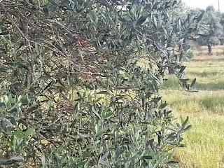 Osservazioni su SP 125 nei pressi della SP362 del 5 maggio 2015 Osservazioni su SP 125 nei pressi della SP362 del 5 maggio 2015