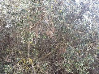 Osservazioni su SP 125 nei pressi della SP362 del 5 maggio 2015 Osservazioni su SP 125 nei pressi della SP362 del 5 maggio 2015