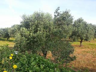 Osservazioni su SP 125 nei pressi della SP362 del 5 maggio 2015 Osservazioni su SP 125 nei pressi della SP362 del 5 maggio 2015