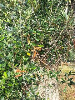 Osservazioni su SP 125 nei pressi della SP362 del 5 maggio 2015 Osservazioni su SP 125 nei pressi della SP362 del 5 maggio 2015